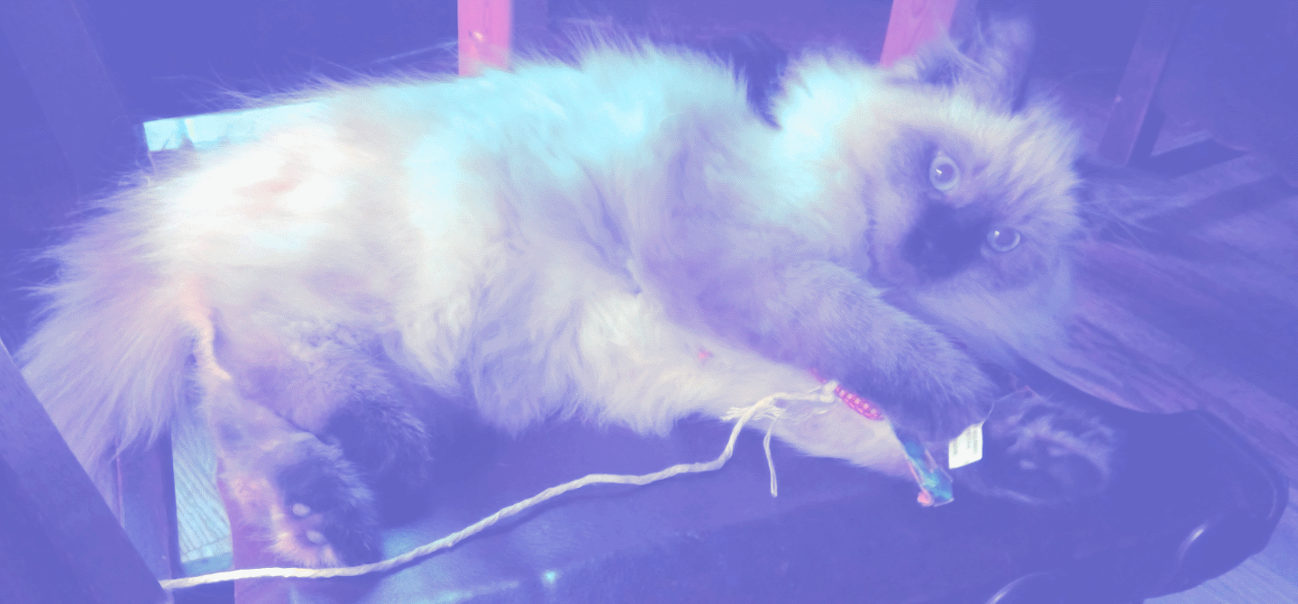 Laying Cachou